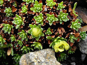 Saxifraga 'Gothenburg'